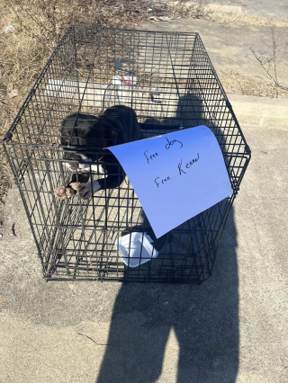 Illustration de l'article : Un propriétaire abandonne sa chienne dans une cage au bord de la route et rédige un mot sur un ton détaché