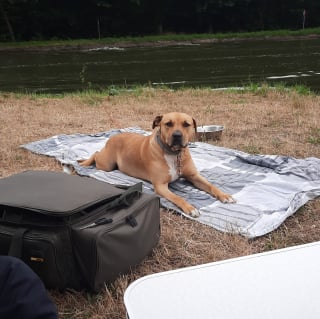 Illustration de l'article : Le parcours tumultueux d'un chien confié à un dogsitter et s'étant retrouvé au refuge au grand dam de sa maîtresse