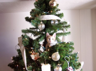 Illustration de l'article : 20 photos confirmant que la relation entre les chats et les sapins de Noël est inévitablement tumultueuse