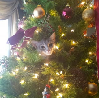 Illustration de l'article : 20 photos confirmant que la relation entre les chats et les sapins de Noël est inévitablement tumultueuse