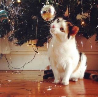 Illustration de l'article : 20 photos confirmant que la relation entre les chats et les sapins de Noël est inévitablement tumultueuse