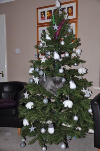 Illustration de l'article : 20 photos confirmant que la relation entre les chats et les sapins de Noël est inévitablement tumultueuse