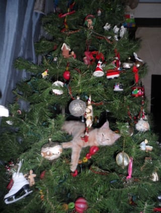 Illustration de l'article : 20 photos confirmant que la relation entre les chats et les sapins de Noël est inévitablement tumultueuse