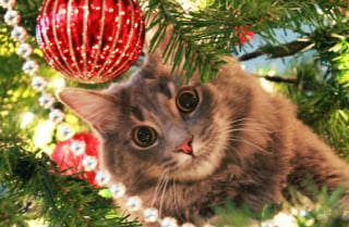 Illustration de l'article : 20 photos confirmant que la relation entre les chats et les sapins de Noël est inévitablement tumultueuse