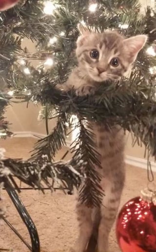 Illustration de l'article : 20 photos confirmant que la relation entre les chats et les sapins de Noël est inévitablement tumultueuse