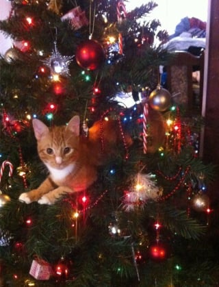 Illustration de l'article : 20 photos confirmant que la relation entre les chats et les sapins de Noël est inévitablement tumultueuse