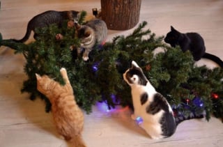 Illustration de l'article : 20 photos confirmant que la relation entre les chats et les sapins de Noël est inévitablement tumultueuse