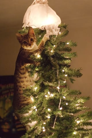 Illustration de l'article : 20 photos confirmant que la relation entre les chats et les sapins de Noël est inévitablement tumultueuse