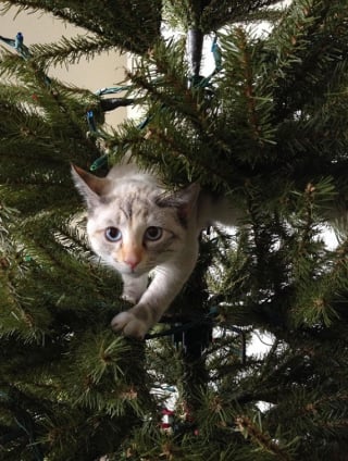 Illustration de l'article : 20 photos confirmant que la relation entre les chats et les sapins de Noël est inévitablement tumultueuse