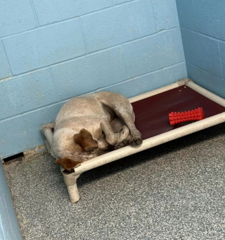 Illustration de l'article : L'image déchirante d'une chienne de refuge s'étant retrouvée seule après l'adoption de son ami