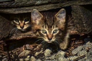 Illustration de l'article : Une chatte et ses petits repérés dans un barbecue mobilisent en urgence les sauveteurs