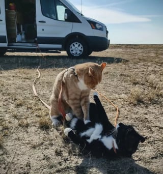 Illustration de l'article : 15 photos de chats pratiquant des activités « typiquement félines »