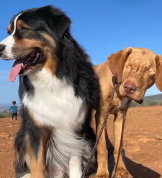 Illustration de l'article : L'amitié inconditionnelle et touchante entre un Labrador aveugle et un Berger Australien lui servant de guide