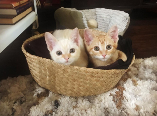 Illustration de l'article : 2 chatons trouvés dans une boîte en carton restent soudés pour affronter les épreuves de la vie