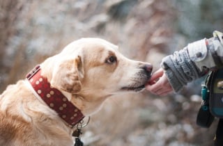 Illustration de l'article : 11 règles d'or à respecter avant d'approcher un chien pour la première fois