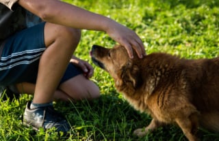 Illustration de l'article : 11 règles d'or à respecter avant d'approcher un chien pour la première fois