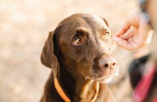 Illustration de l'article : 11 règles d'or à respecter avant d'approcher un chien pour la première fois