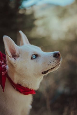 Illustration de l'article : 11 règles d'or à respecter avant d'approcher un chien pour la première fois