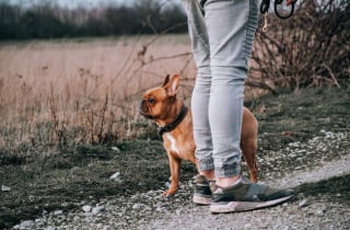 Illustration de l'article : 11 règles d'or à respecter avant d'approcher un chien pour la première fois