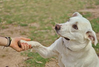 Illustration de l'article : 6 idées-reçues à propos des chiens, auxquelles il ne faudrait vraiment pas prêter attention