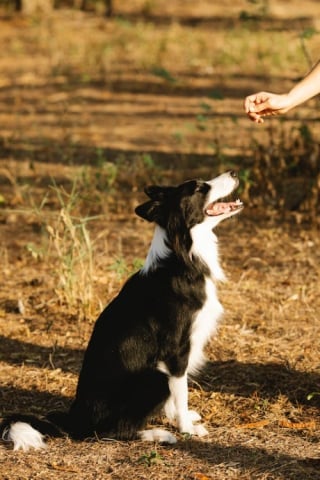 Illustration de l'article : 6 idées-reçues à propos des chiens, auxquelles il ne faudrait vraiment pas prêter attention