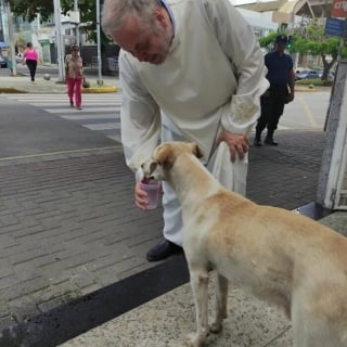 Illustration de l'article : 18 photos de chiens de refuges proposés à l'adoption lors de la messe d'un prêtre amoureux des animaux