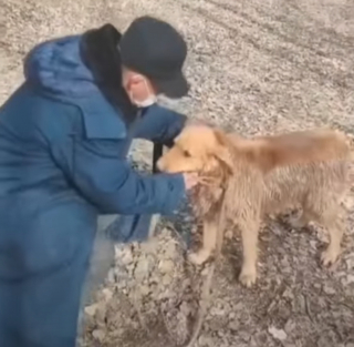 Illustration de l'article : L'espoir renaît pour la famille d'un chien disparu depuis 30 heures sous les décombres après un séisme (vidéo)