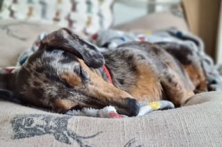 Illustration de l'article : Course contre la montre pour sauver la vie d'un chien qui a cédé à la gourmandise le lendemain de Noël