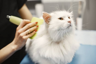 Illustration de l'article : 11 conseils de base pour prendre soin du beau pelage de votre chat