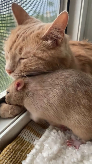 Illustration de l'article : 19 photos racontant l'improbable et magnifique histoire d'amitié entre un chat et un rat