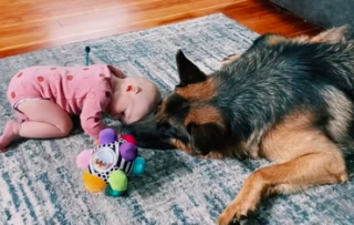 Illustration de l'article : Une scène pleine de tendresse entre un Berger Allemand et un bébé a fait fondre les internautes (vidéo)