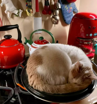 Illustration de l'article : 17 chats ayant décidé de régner sans partage sur leur nouveau royaume qu'est la cuisine