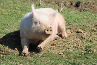 Illustration de l'article : La ferme pédagogique de La Prée, un petit coin de paradis qui redonne de l’espoir aux animaux abandonnés et maltraités