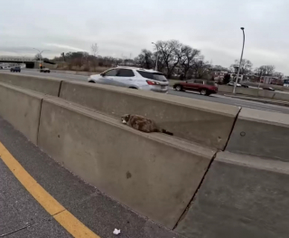 Illustration de l'article : Un homme effectue une intervention risquée en voyant un chat bloqué au milieu d'une autoroute bondée