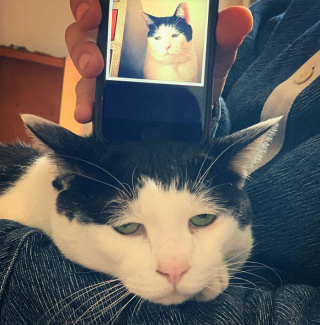 Illustration de l'article : 18 photos de Pancho, le chat au "regard le plus triste d'Internet" mais qui est tout sauf malheureux