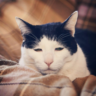 Illustration de l'article : 18 photos de Pancho, le chat au "regard le plus triste d'Internet" mais qui est tout sauf malheureux