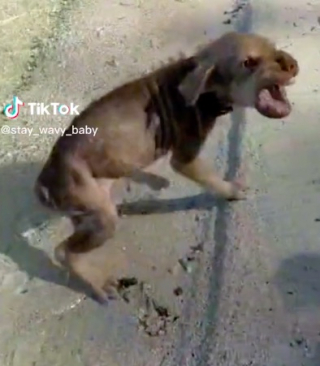 Illustration de l'article : Abandonnée sur la plage, une chienne à bout de forces peine à faire confiance à ses bienfaiteurs (vidéo)