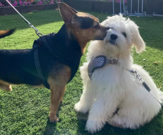 Illustration de l'article : 20 photos de chiens distribuant les bisous à tout va pour notre plus grand bonheur