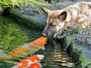 Illustration de l'article : 20 photos de chiens distribuant les bisous à tout va pour notre plus grand bonheur