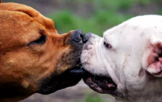 Illustration de l'article : 20 photos de chiens distribuant les bisous à tout va pour notre plus grand bonheur