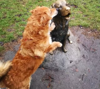 Illustration de l'article : 20 photos de chiens distribuant les bisous à tout va pour notre plus grand bonheur