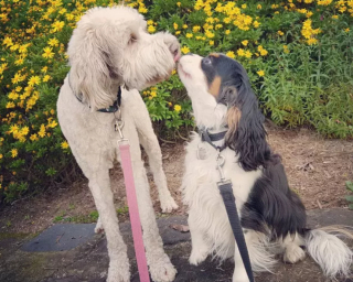 Illustration de l'article : 20 photos de chiens distribuant les bisous à tout va pour notre plus grand bonheur