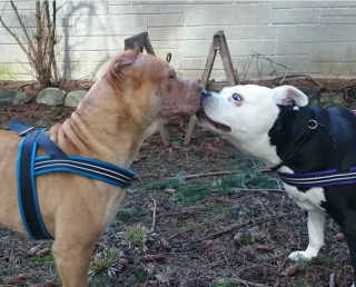 Illustration de l'article : 20 photos de chiens distribuant les bisous à tout va pour notre plus grand bonheur