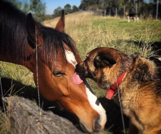 Illustration de l'article : 20 photos de chiens distribuant les bisous à tout va pour notre plus grand bonheur