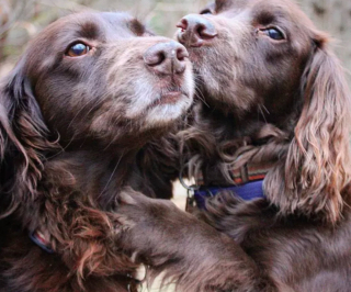 Illustration de l'article : 20 photos de chiens distribuant les bisous à tout va pour notre plus grand bonheur