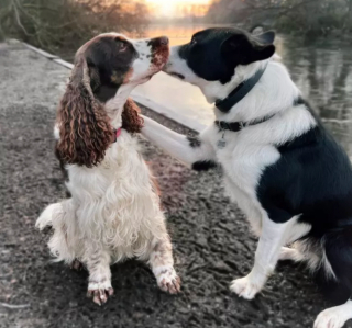 Illustration de l'article : 20 photos de chiens distribuant les bisous à tout va pour notre plus grand bonheur