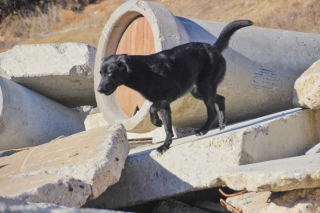 Illustration de l'article : Sauvé 7 ans plus tôt, ce chien a été déployé en Turquie et en Syrie pour secourir les victimes des terribles séismes