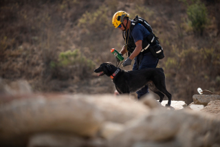 Illustration de l'article : Sauvé 7 ans plus tôt, ce chien a été déployé en Turquie et en Syrie pour secourir les victimes des terribles séismes