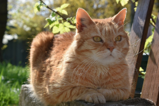 Illustration de l'article : Un chat disparaît lors du déménagement de sa famille, qui reste sans nouvelles de lui pendant 3 ans