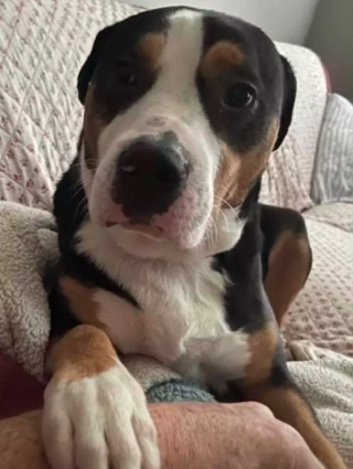 Illustration de l'article : Un chien sauve la vie de sa maîtresse victime d’un malaise, un mois après son adoption